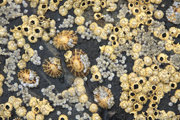 soorten schelpen aan zee
